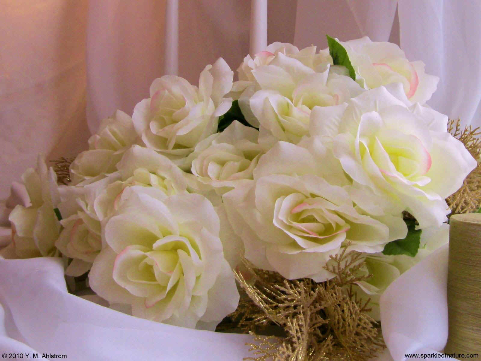 1538 white roses 1600x1200.jpg (186048 bytes)