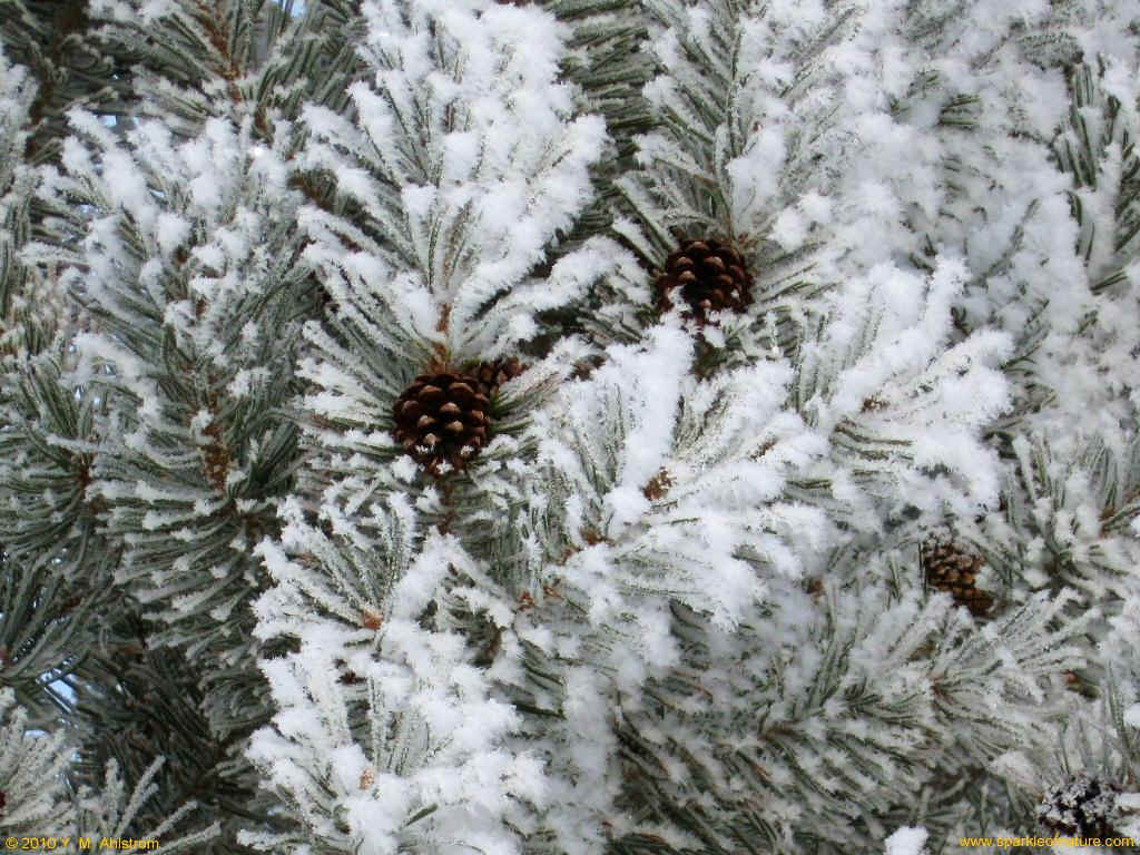 22090 winter pine 1024x768.jpg (195304 bytes)