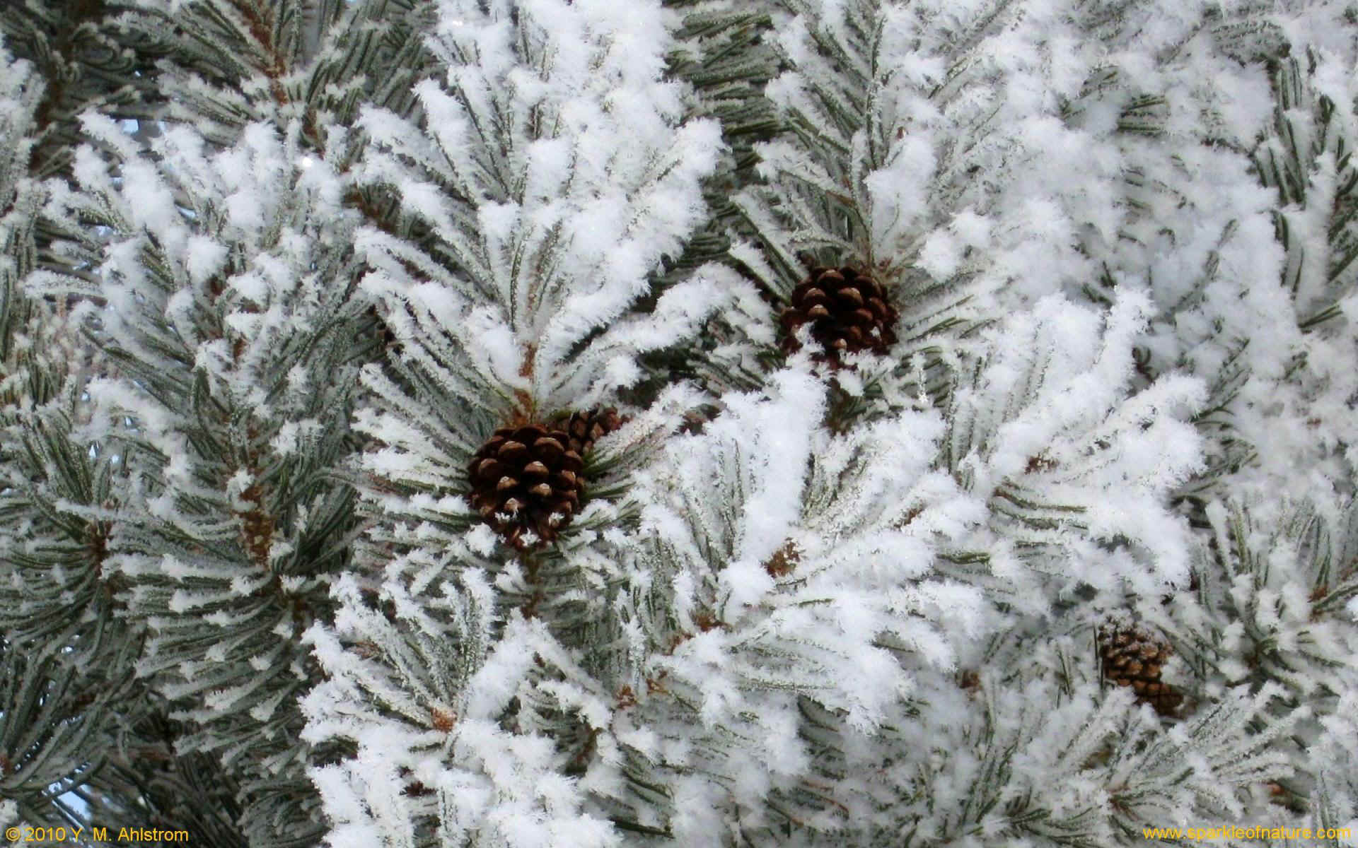 22090 winter pine w 1920x1200.jpg (405717 bytes)