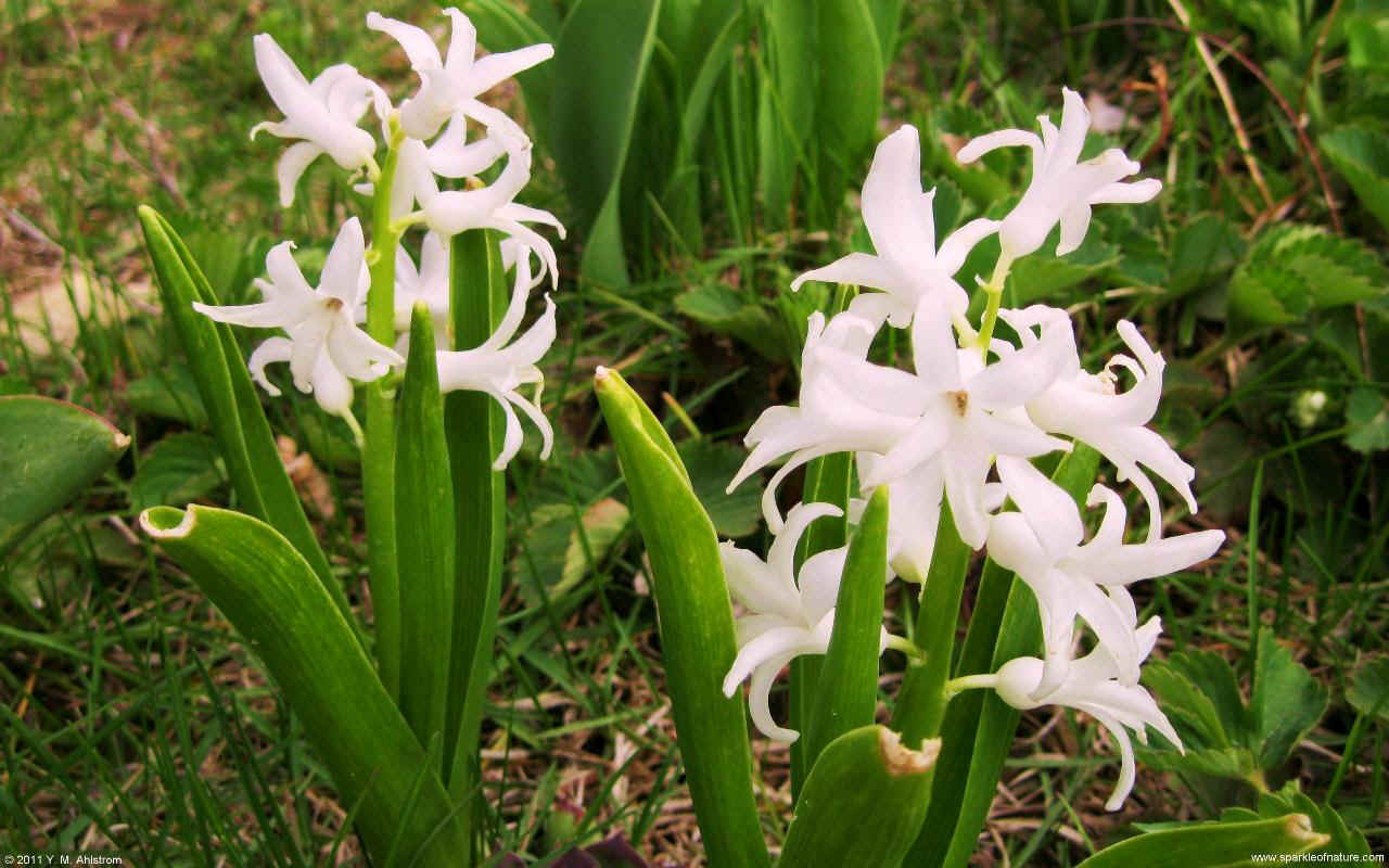 23407 white hyacinth w 1280x800.jpg (167520 bytes)