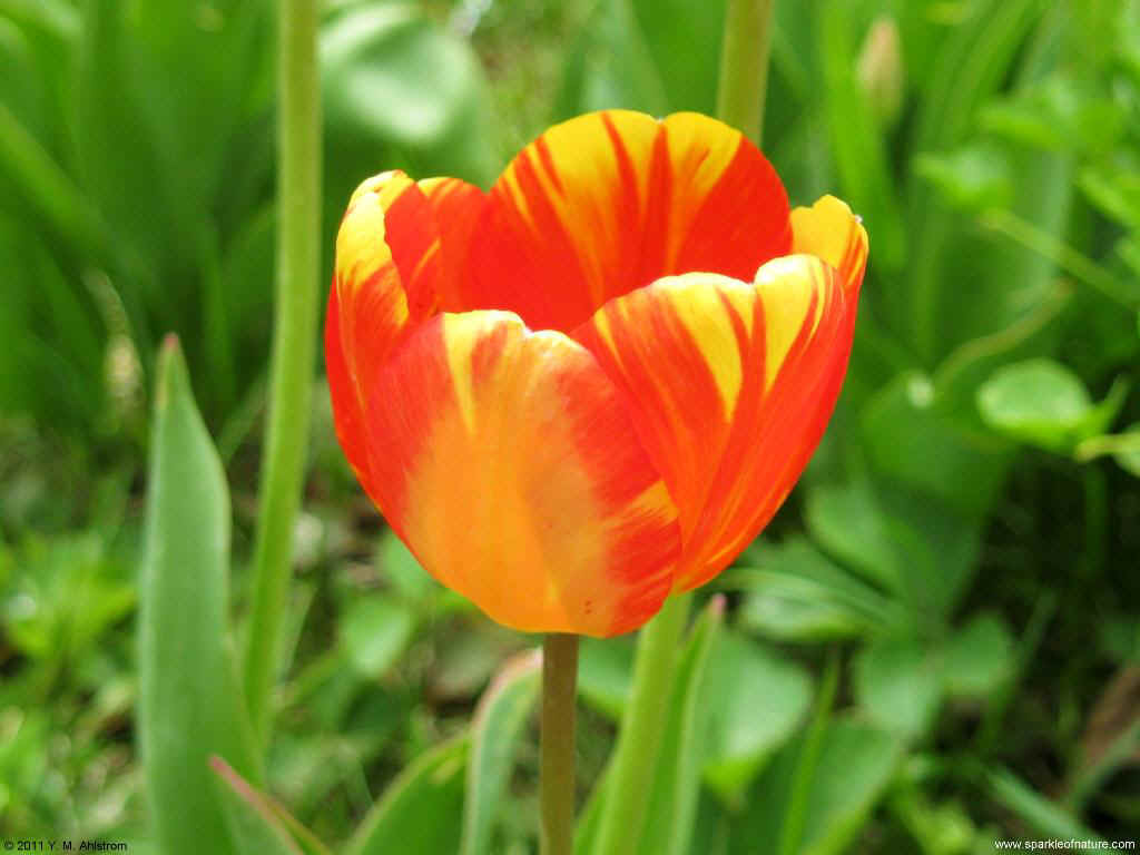 23517 tulip 1024x768.jpg (86281 bytes)