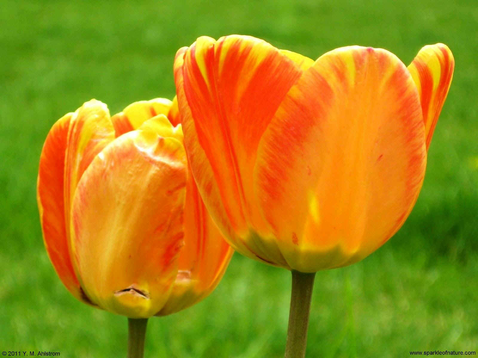 23519 two tulips 1600x1200.jpg (180951 bytes)