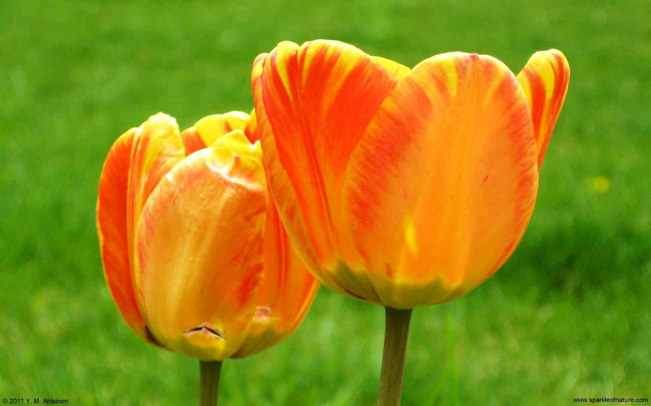 23519 two tulips w 1280x800.jpg (102723 bytes)