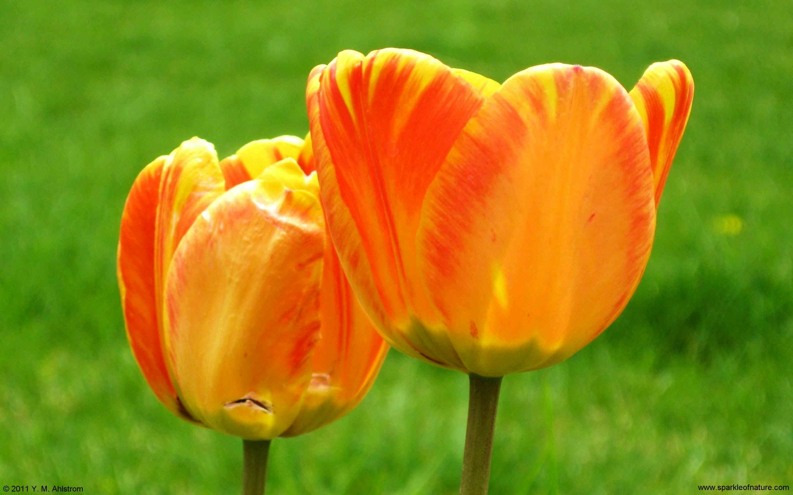 23519 two tulips w 2560x1600.jpg (333485 bytes)