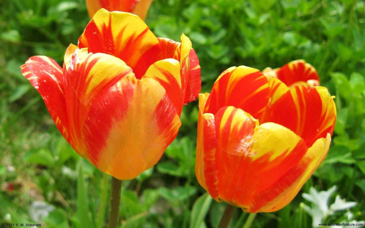 23530 tulips w 1280x800.jpg (132572 bytes)
