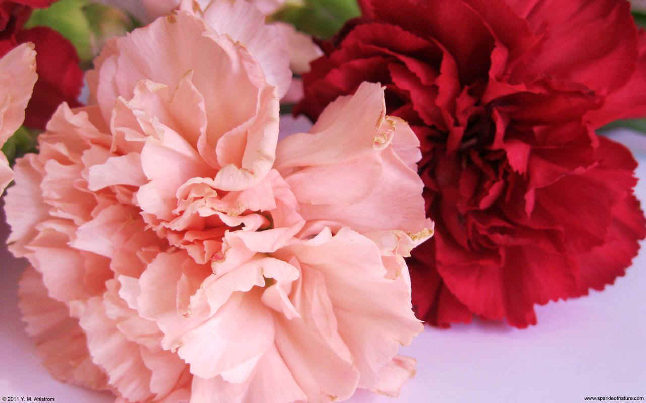 25684 carnations w 1280x800.jpg (102846 bytes)