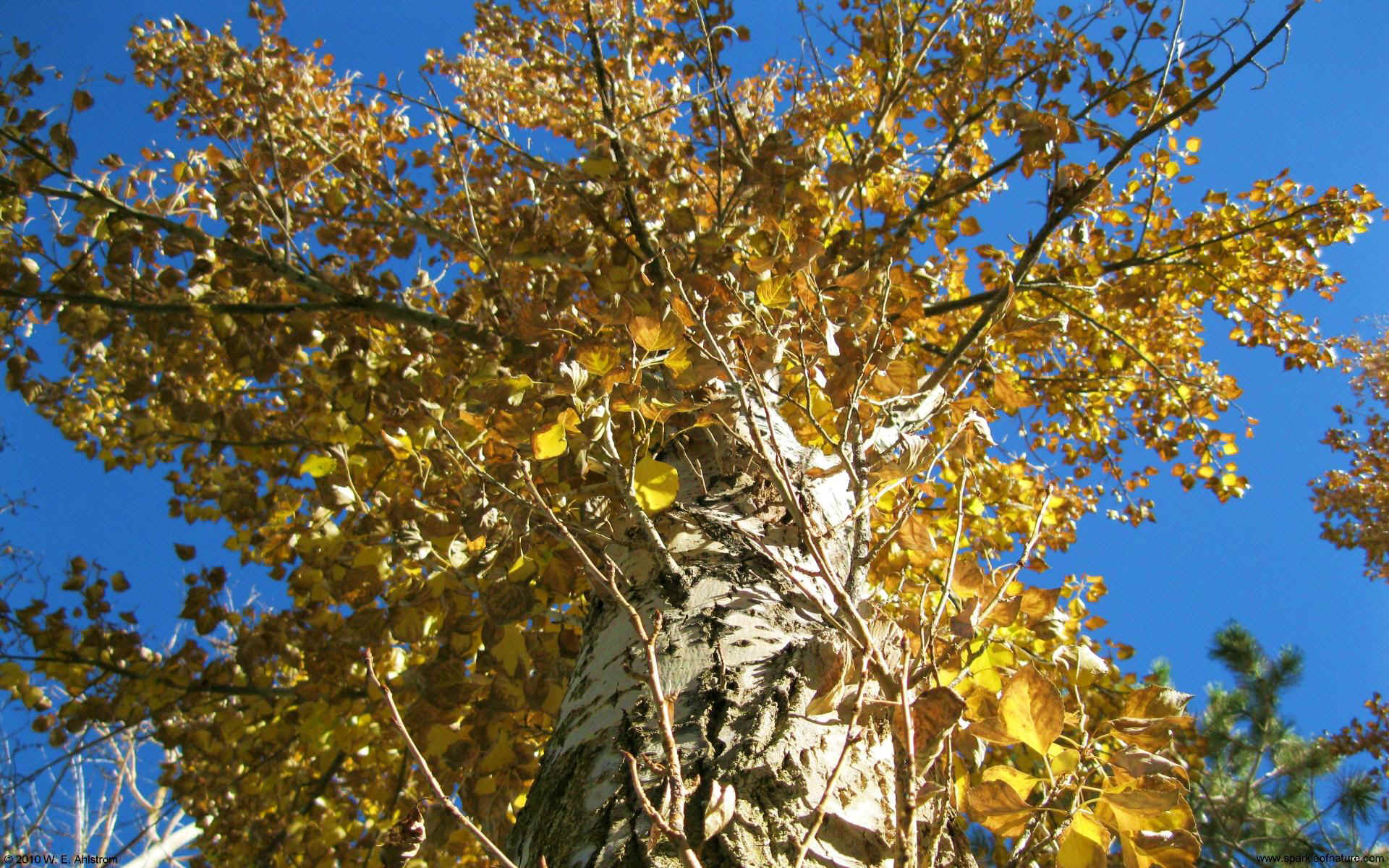 5140 autumn tree w 1920x1200.jpg (497206 bytes)