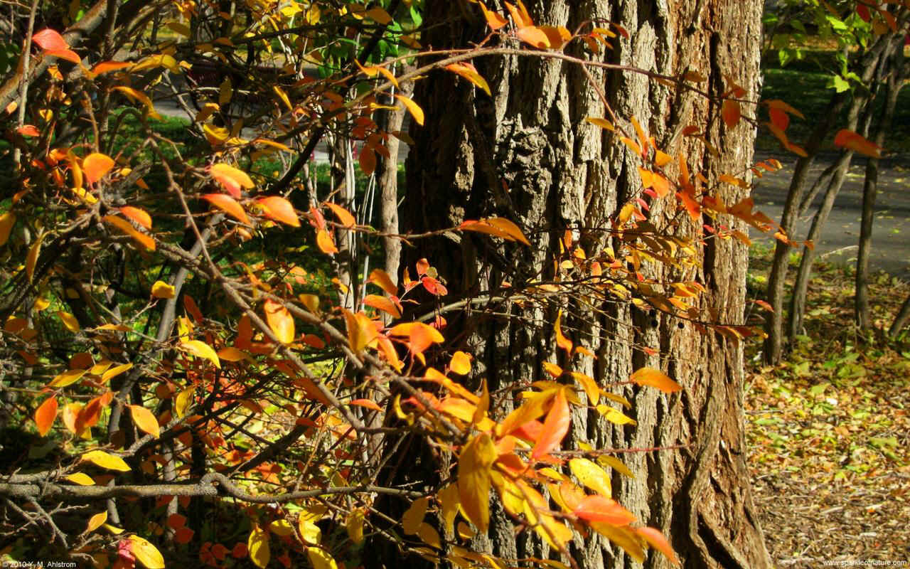 6575 autumn tree w 1280x800.jpg (294752 bytes)