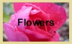 Free Desktop Wallpapers - Flowers Category